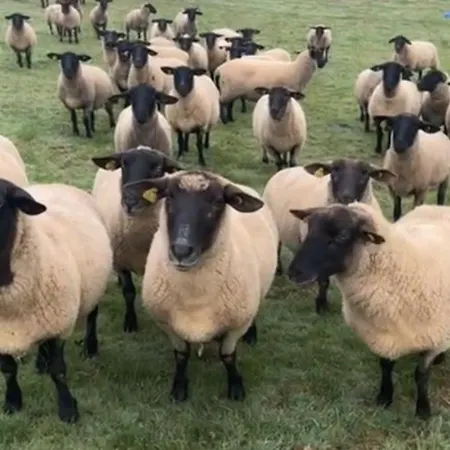 La Ferme Du Manege 3* Sassetot-le-Mauconduit